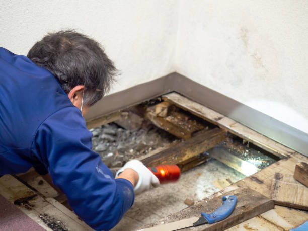 Best Mold Removal Near Me  in Rock Hill, NY