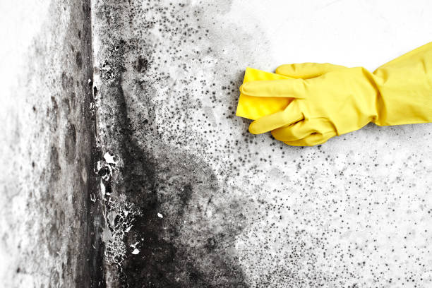 Best Toxic Mold Removal  in Rock Hill, NY
