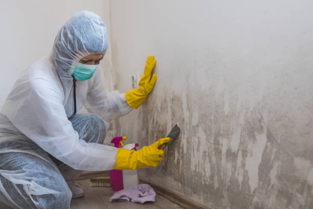 Best Fast Mold Removal  in Rock Hill, NY