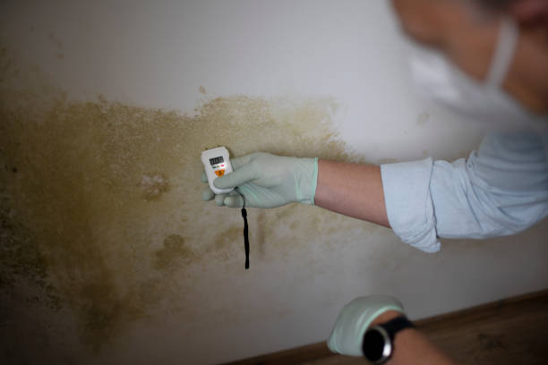 Best Mold Remediation  in Rock Hill, NY