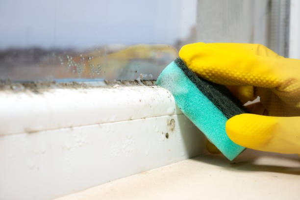 Best Best Mold Removal Companies  in Rock Hill, NY