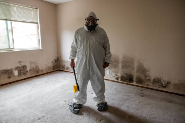 Professional Mold Removal in Rock Hill, NY
